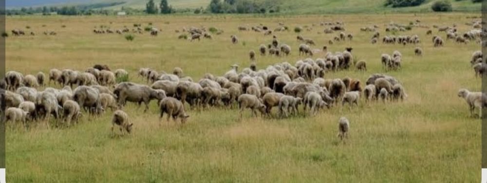Продам пастбищные угодья 1825 га- Северо-Казахстанская область