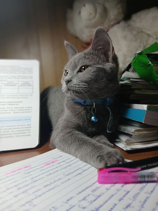 Продаётся  кошечка 
Продаётся великолепная кошка