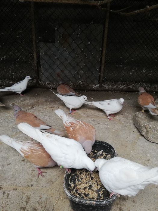 Гугутки много бройки