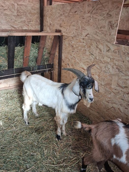 Capre si tapi de vanzare