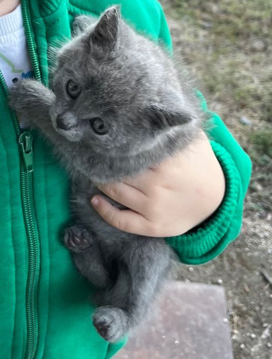 Подарявам котета