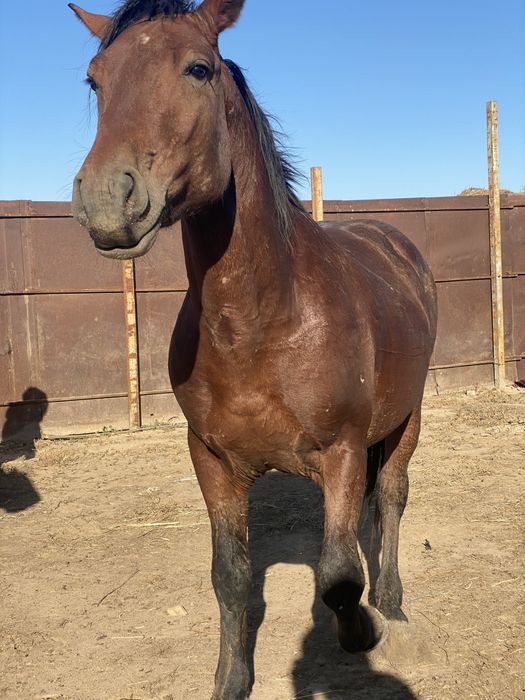 Полутяж айғыр 2022ж