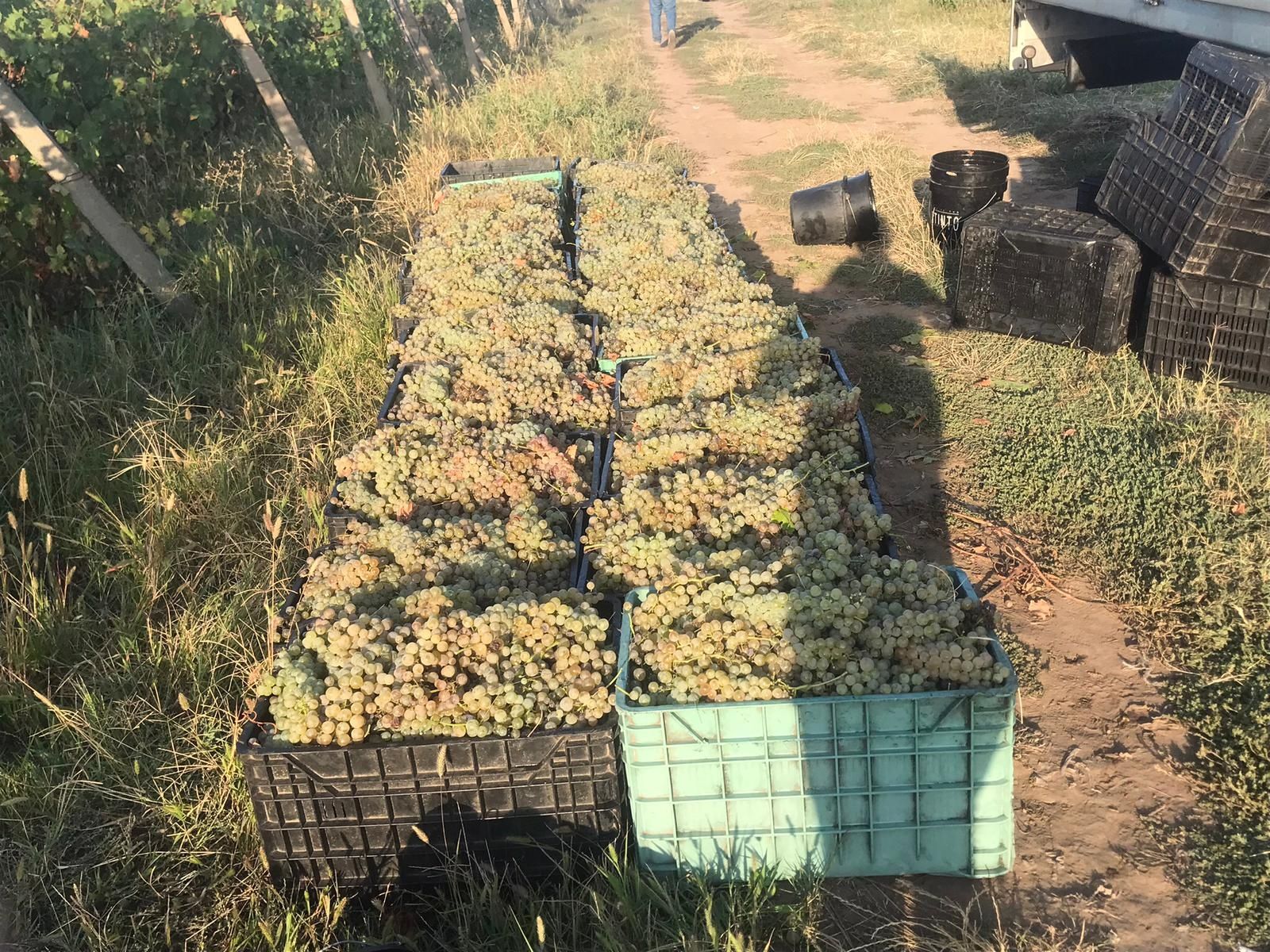 Vând struguri de vin toate soiurile
