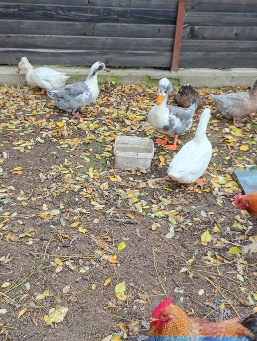 Vând rațe românești