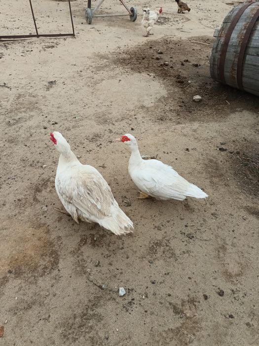Găini, rațe mute, gâște leșești.