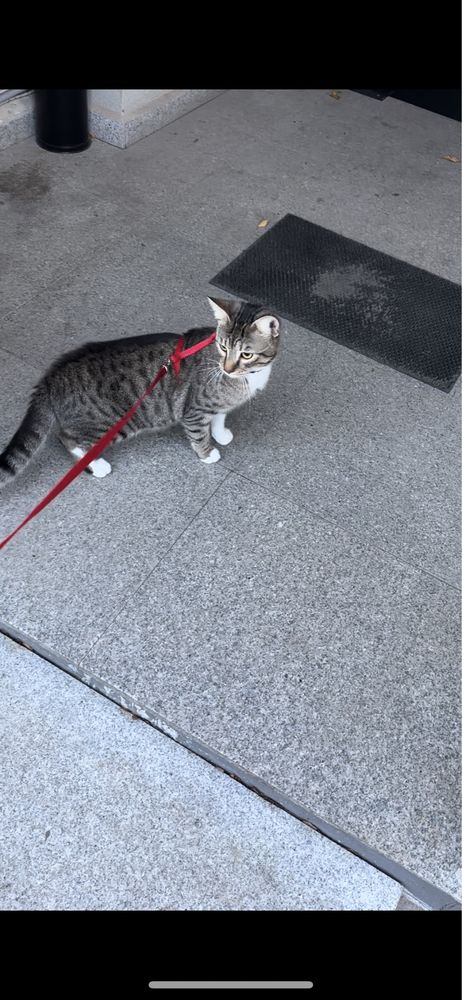 Подарявам мъжка ваксинирана котка