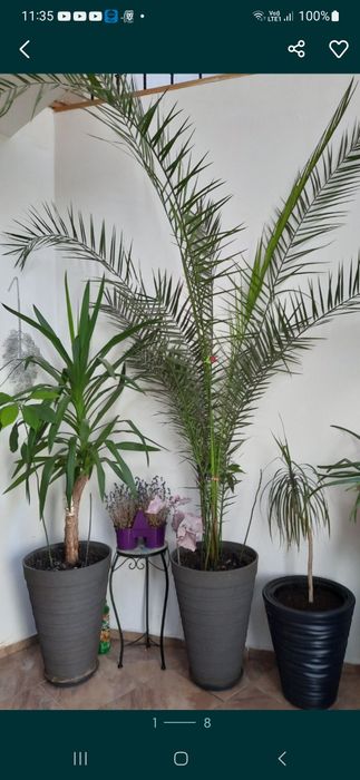 Smochin,tuia,lacramioare,flori de interior