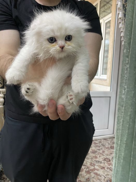 Хайленд скотиш фолд чистокровный