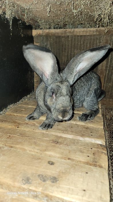 Russkiy velikan samka sotiladi!