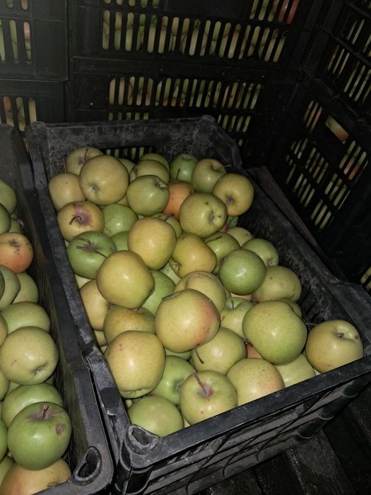 Яблоки золотой 150тг