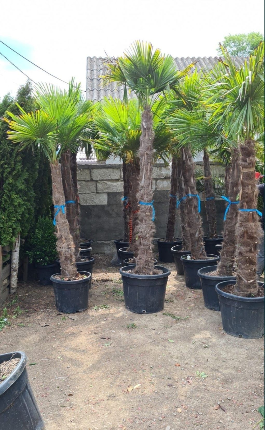 Vand Palmieri Trachycarpus Fortunei. Prețurile de producător