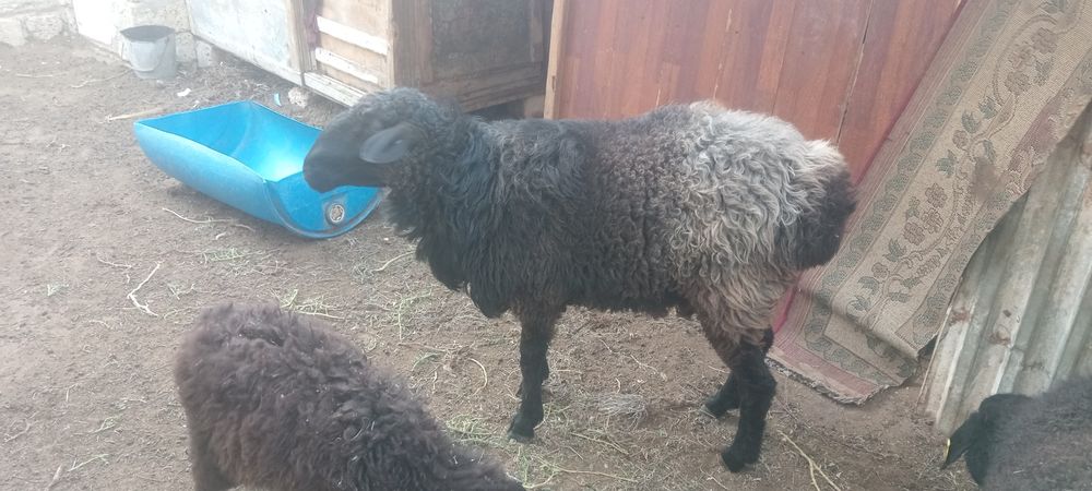 Кошкар сатылады семиз ири