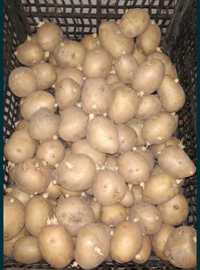 Продам домашний семенной картофель