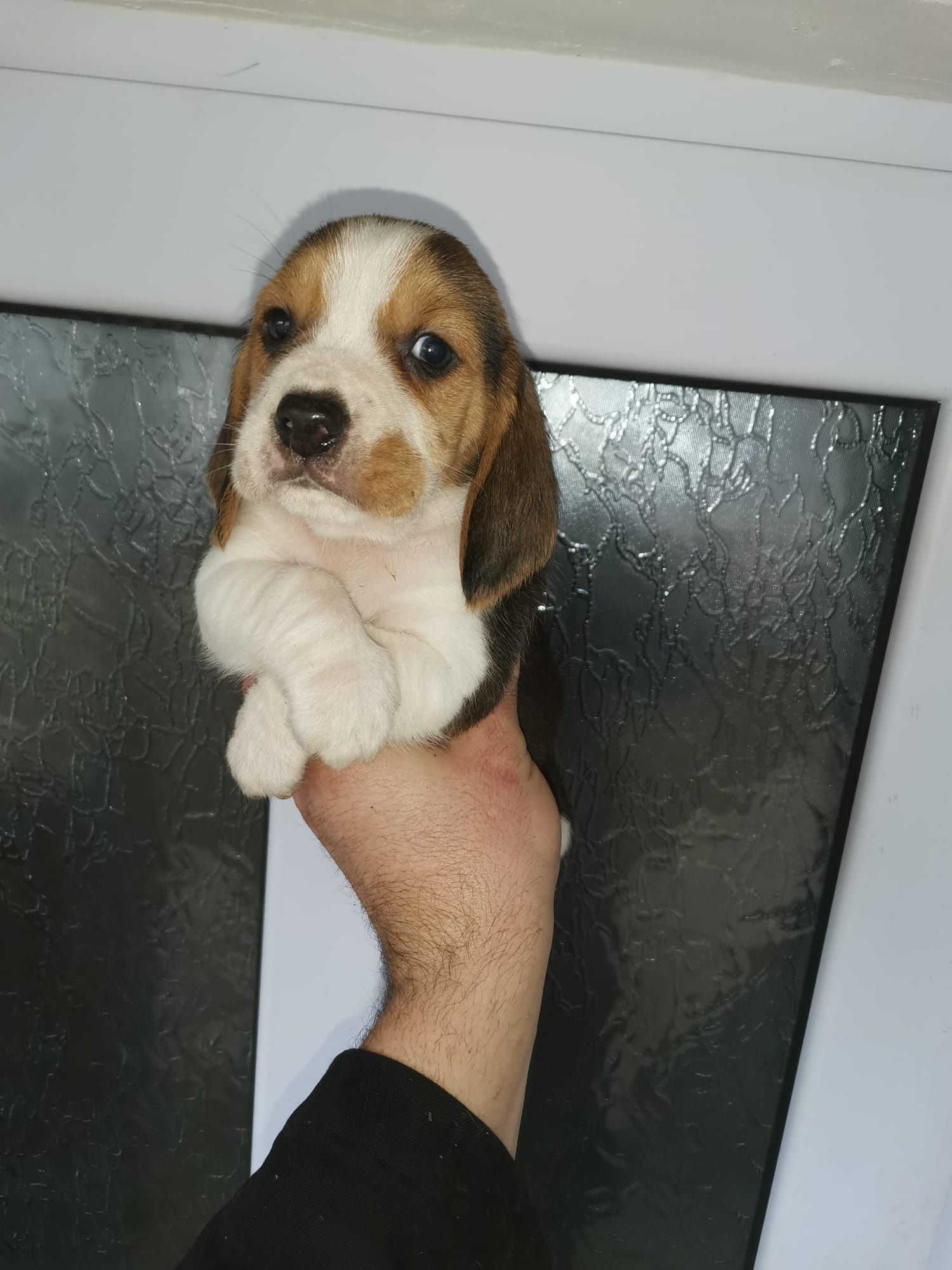 Beagle tricolor din parinti cu pedigree