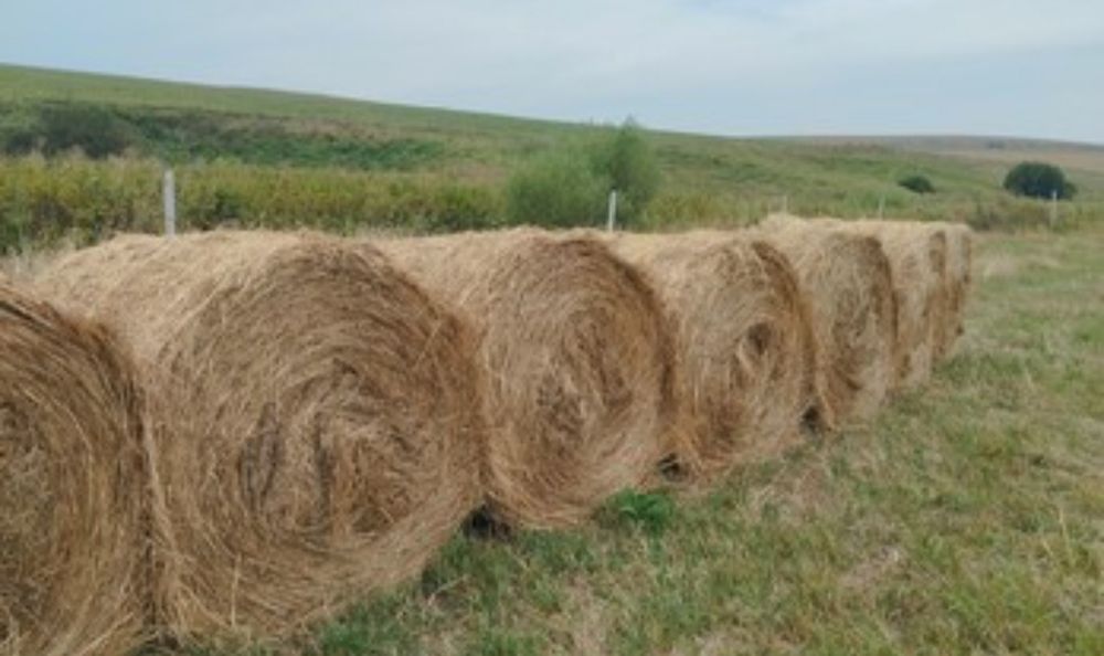 Продам салому в рулонах