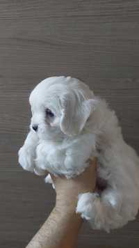 Bichon Maltez superb