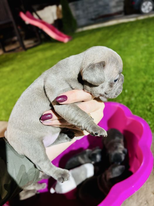 Френски булдог.