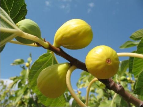 Инжир дерево анжир дарахт