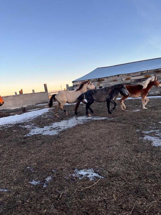 СОГЫМ жылкы на выбор