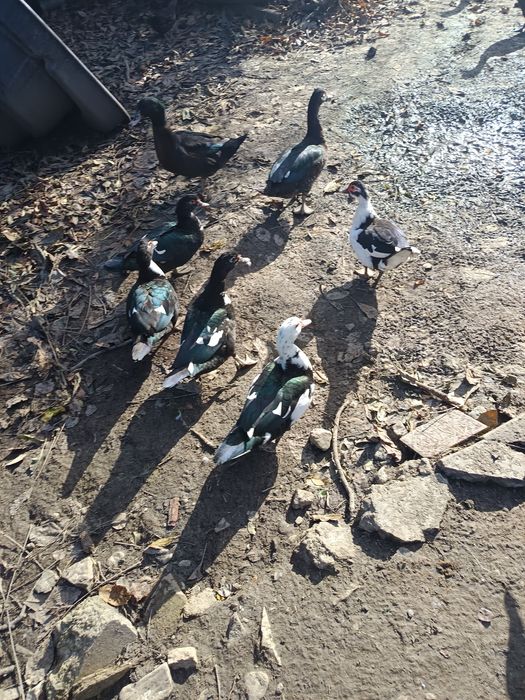 Vând rațe mute tinere