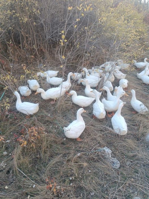 Продам домашних уток