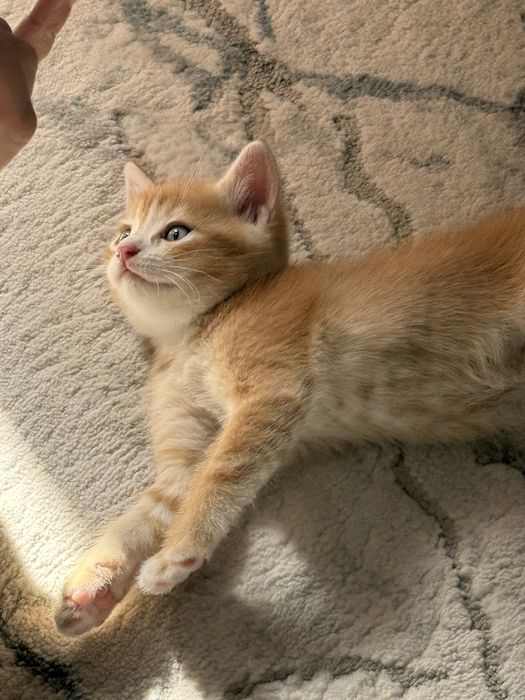Продаю Котят в хорошие руки