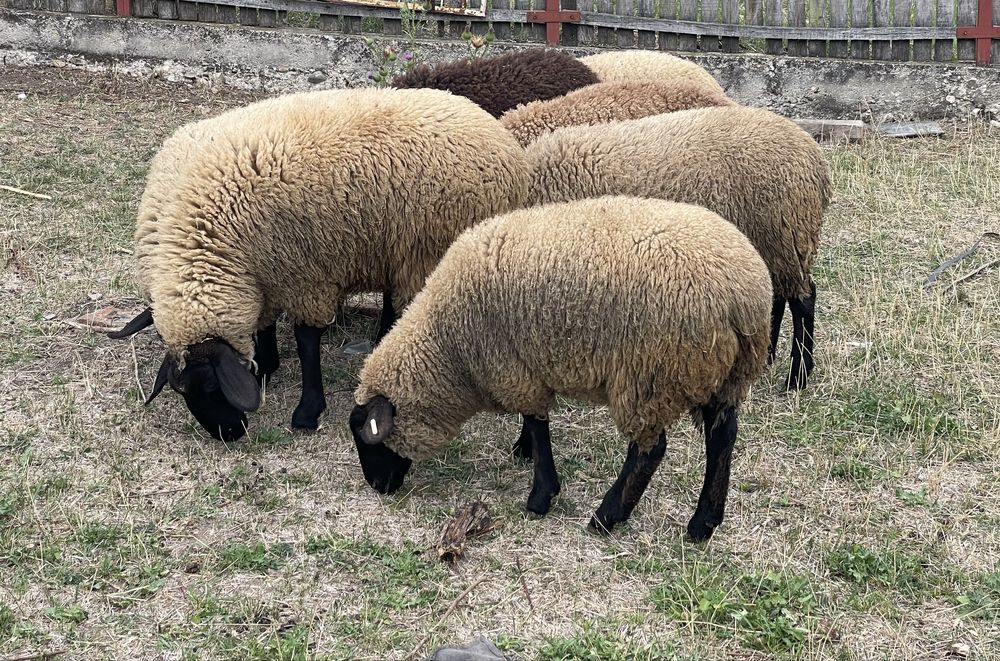 Vand oi suffolk (mielute )