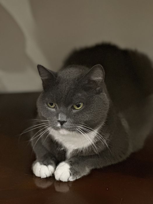 Отдам кота  в хорошие руки кастрирован ,умный к лотку приучен