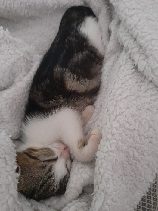 Adoptie responsabila