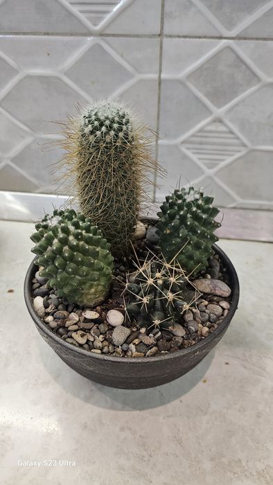 Флорариум, суккуленты в композиции, мини садик, живые цветы, бонсай