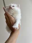 British longhair alb
