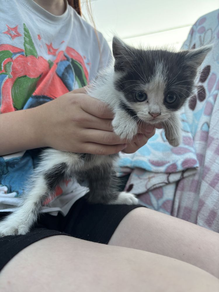 Отдам котят 2 девочки