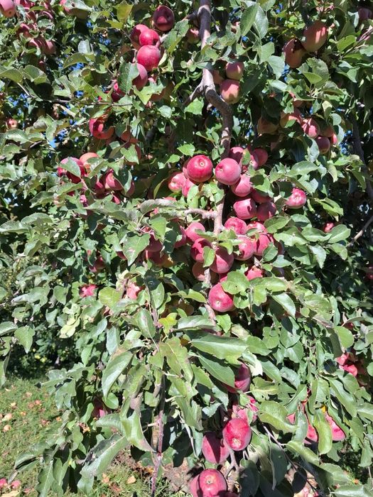 Mere de vânzare mai multe soiuri