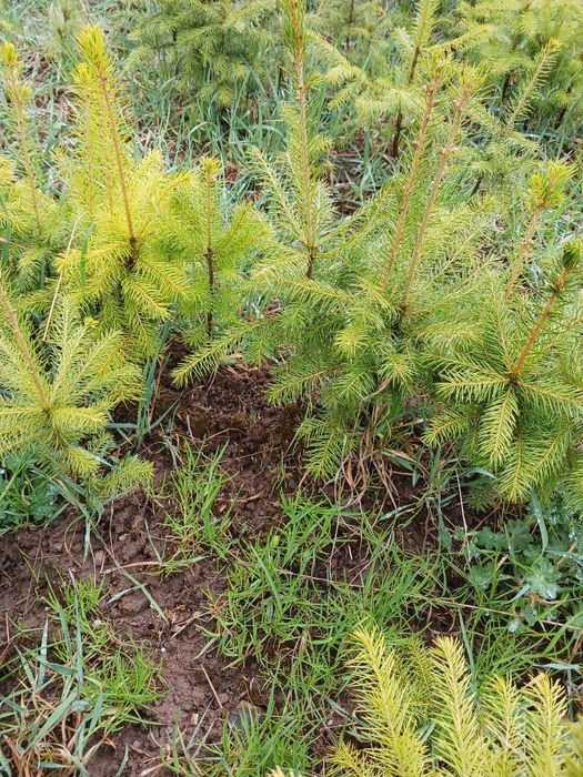 Puieti de molid apti de plantare