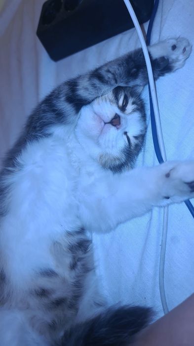 Подарявам малко коте