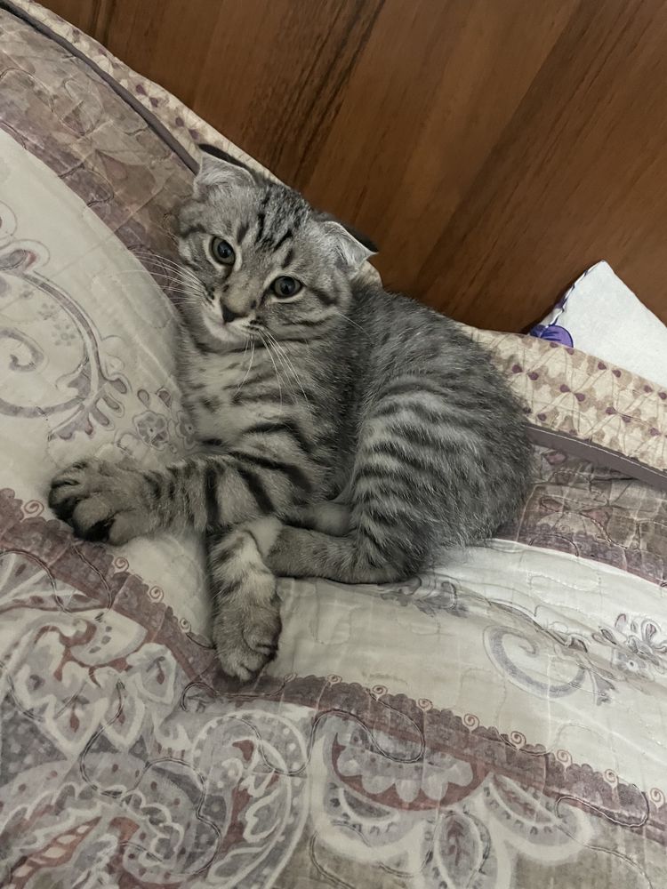 вислоухий кот  2мес продаётся