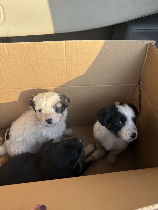 Щенята в добрые руки ,кушают все ,доставлю до дома