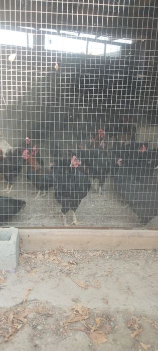 Продаётся курици и петух