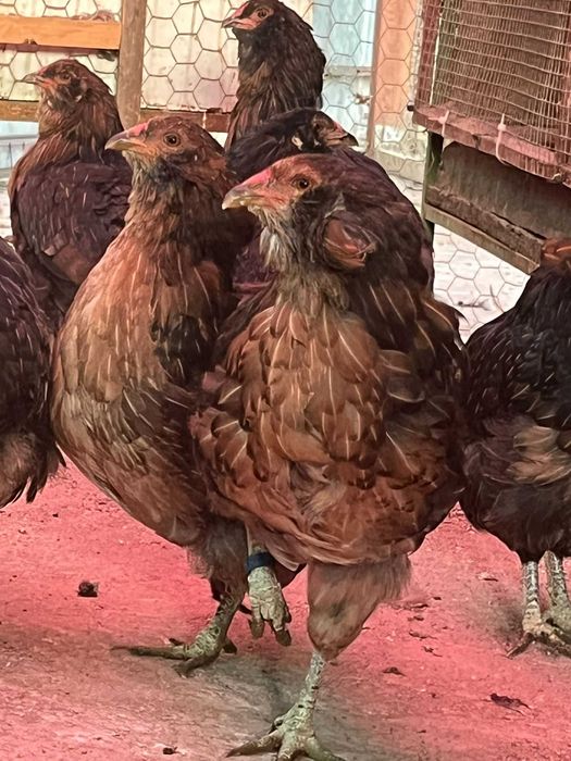 Vând găini araucana