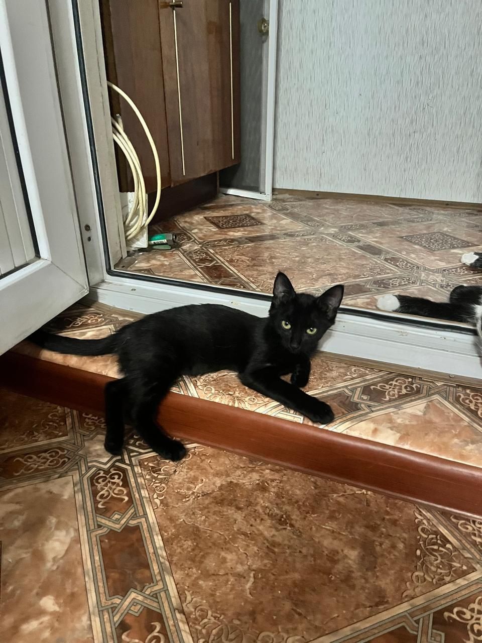 Ищем заботливый и любящий дом