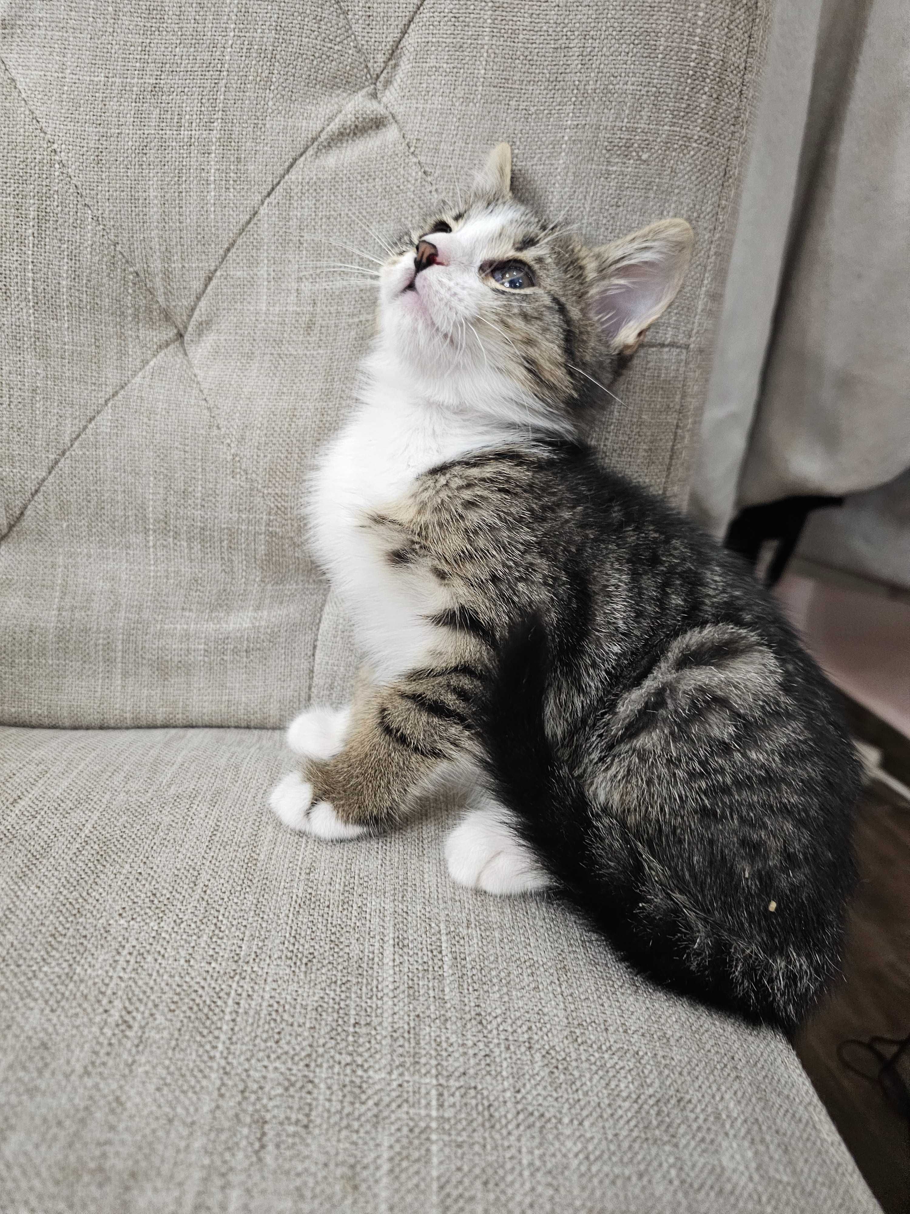 Женско коте/Female kitten