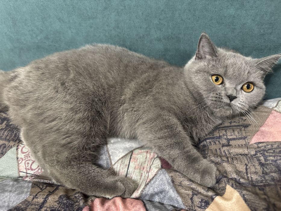 Отдам в хорошие руки Шотландская прямоухая кошка