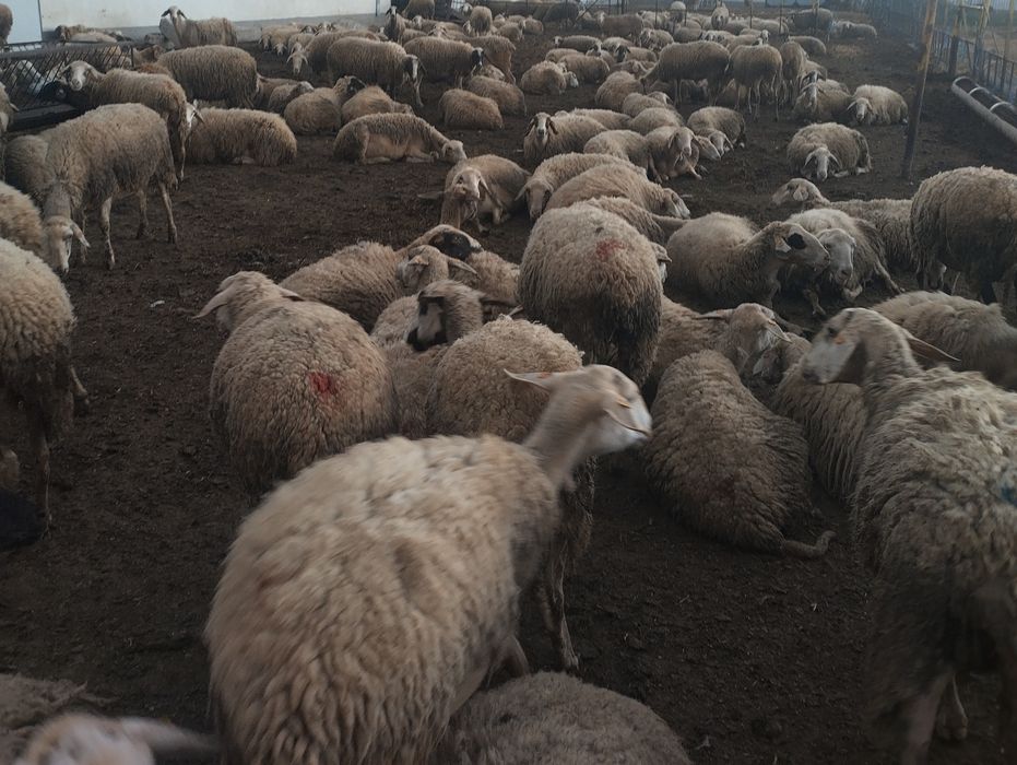 Продавам овце Маришка