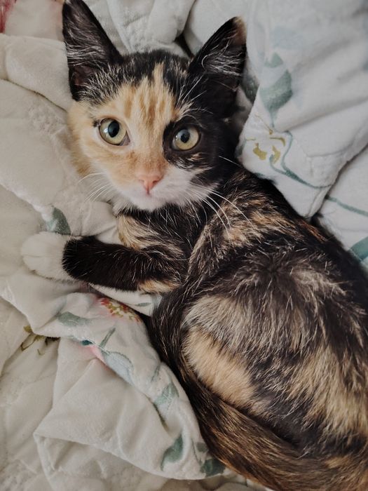 Отдам прекрасного котёнка - девочку!