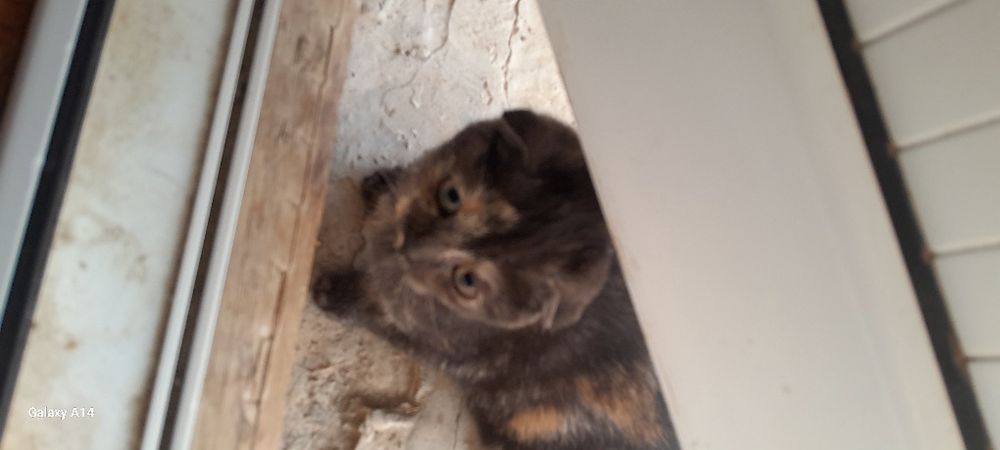 Котёнок шотландский порода