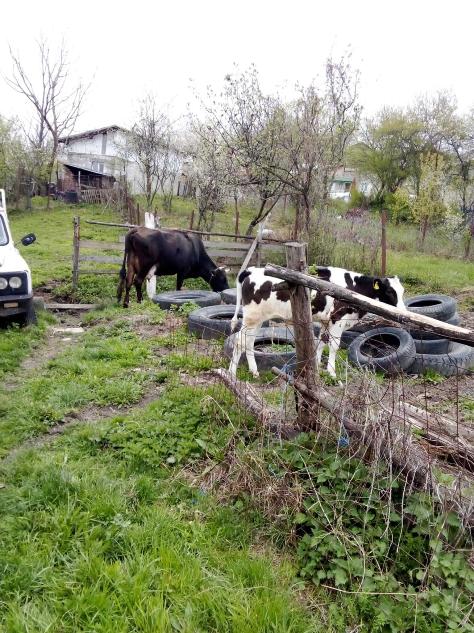 Vacă de lapte productivă – 12L/zi