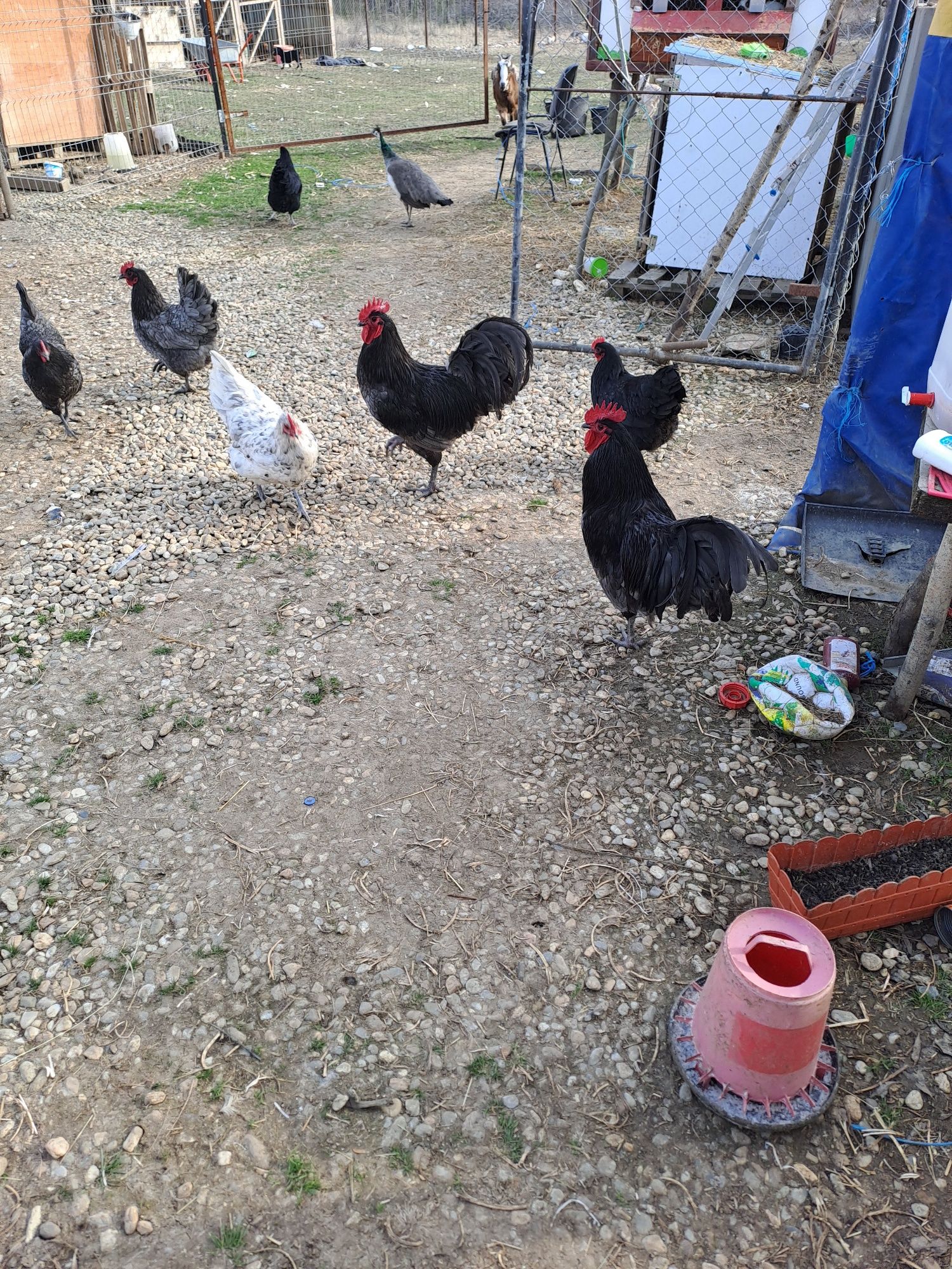 Oua incubat australorp