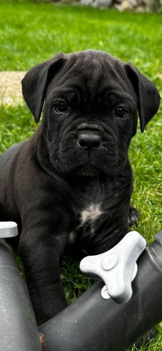 Femele cane corso