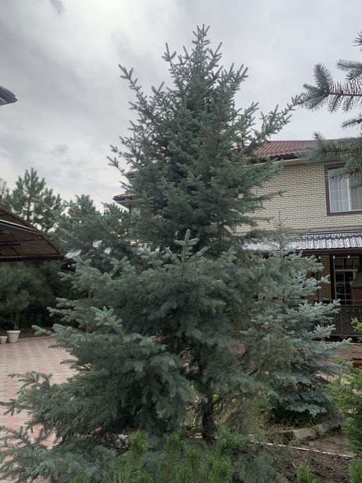 Голубая ель бесплатно