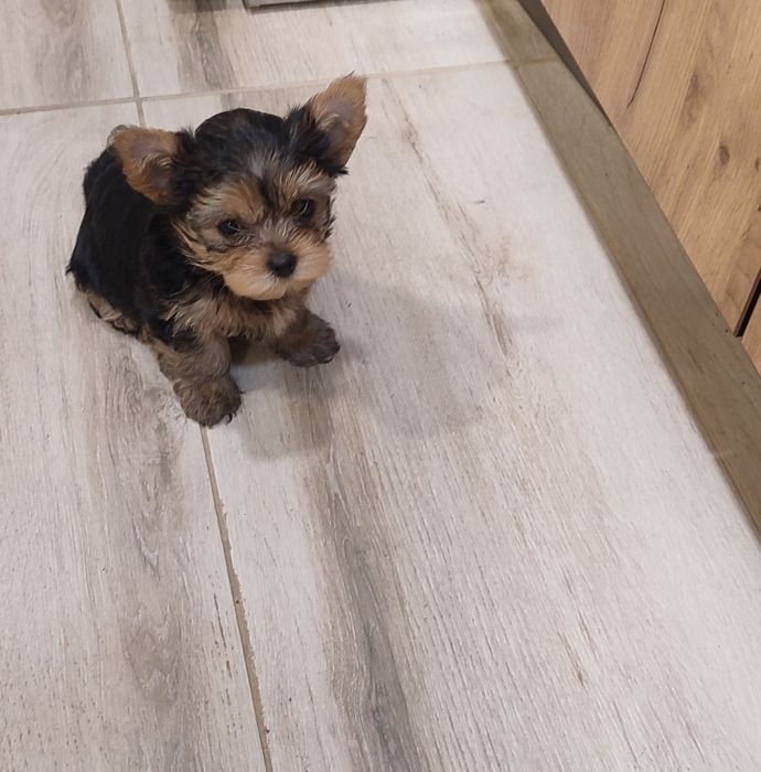 Йорки. Прекрасни представители на породата